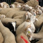 Foire de tarascon-les brebis tarasconnaises