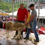 Foire de tarascon-tonte traditionnelle
