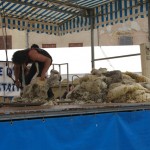 Foire de Tarascon-la tonte moderne