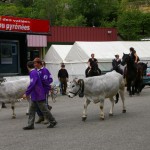 Foire de Tarascon-Défilé de gasconnes et mérens