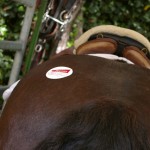 Foire de Tarascon-Le cheval de Sophie est JA!
