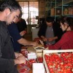 Mazères: la préparation des fraises