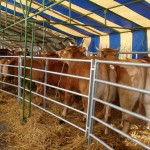 Mazères: Chargement des bovins