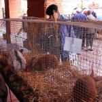 Mazères: les animaux de la basse cour font le bonheur des petits curieux